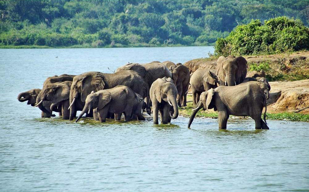 5-Day Uganda Wildlife Safari: Murchison Falls & Queen Elizabeth National Park