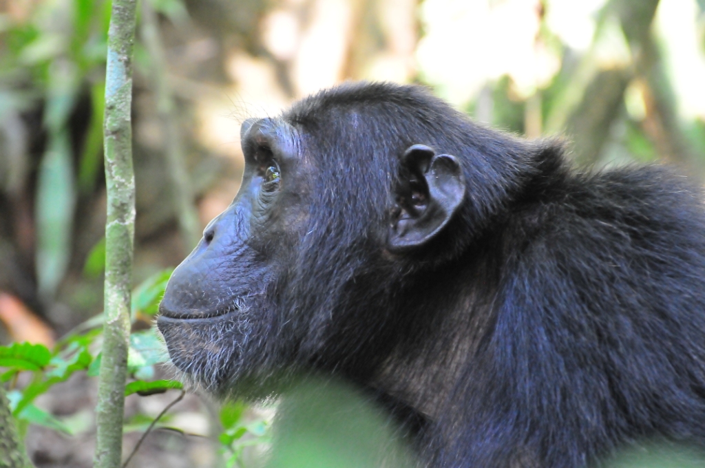 8-Day Uganda Big -5, Gorilla, Chimpanzee & Wildlife Safari